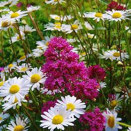 Valerian and Oxeye Daisies by Lesley Evered