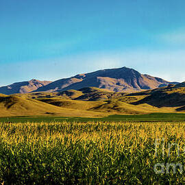 Valley Corn Field by Robert Bales