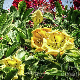 Variegated Chalice Vine Cup Of Gold by Robin Amaral