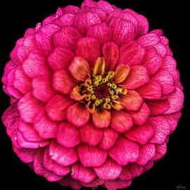 Variegated Pink Zinnia by Kelly Larson