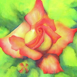 Velvety peachy rose by Karen Kaspar