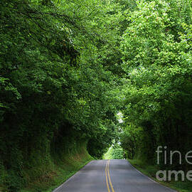 Verdant  Arched Trees by Luther Fine Art