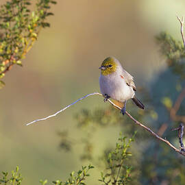 Verdin Checking Out the Yard by Rosemary Woods Images