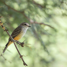 Vermillion Flycatcher - female by Rosemary Woods Images