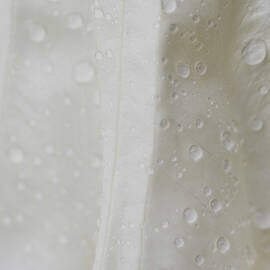 Vertical Moonflower with Waterdroplets by Iris Richardson