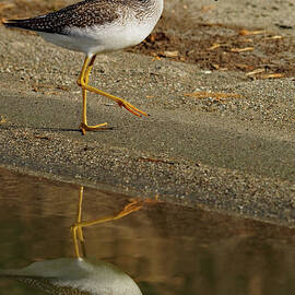 Vertical Yellow Legs by James Peterson