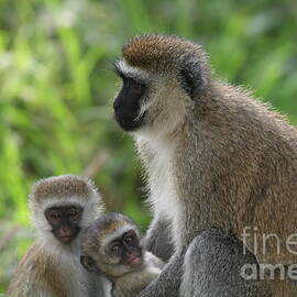 Vervet Monkeys 