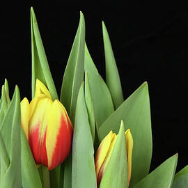 Very Early Tulips by Robert Tubesing