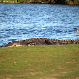 Very Large Alligator by Cynthia Guinn