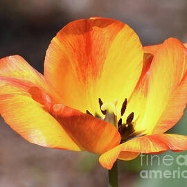 Vibrant Orange Tulip by Kerri Farley