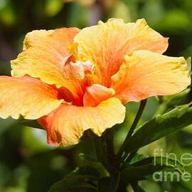 Vibrant Yellow Hibiscus In A Rose Garden by Lesley Evered