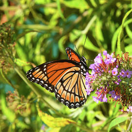 Viceroy Butterfly Beauty by Robert Tubesing