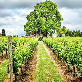 Vineyard by Jack Andreasen