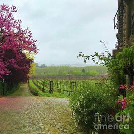 Vineyard Lane by Barbie Corbett-Newmin