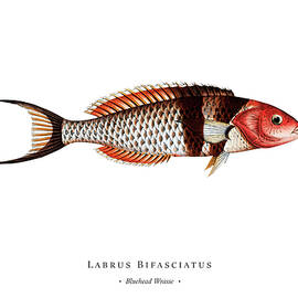 Vintage Fish Illustration - Bluehead Wrasse by Studio Grafiikka