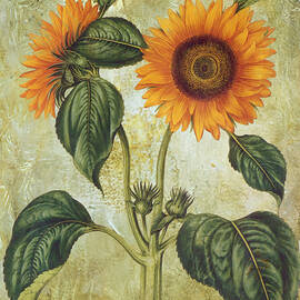 Vintage sunflower grunge style 3 by Western Exposure
