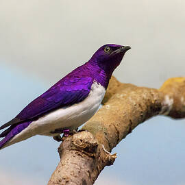 Violet-backed Starling On Branch by Daniel Caracappa