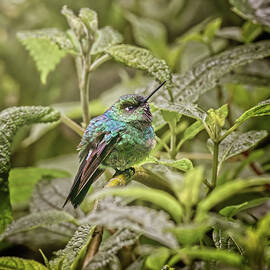 Violet Headed Hummingbird Ecuador by Joan Carroll