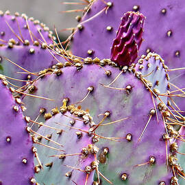 Violet Prickly Pear by Bonnie See