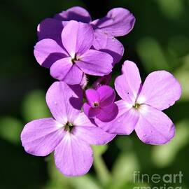 Violet Spring Wildflowers by Scott Mason Photography