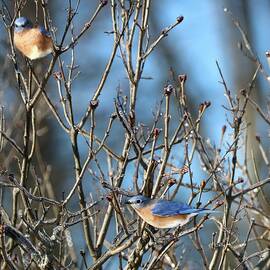 Visiting Bluebirds after an Ice Storm by Sandra Huston