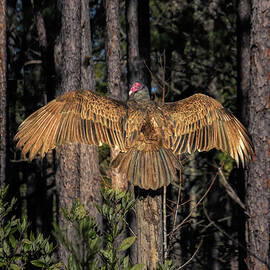 Vulture Spreading My Wings Strut by Norma Brandsberg