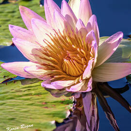Waking Water Lily by Karen Regan