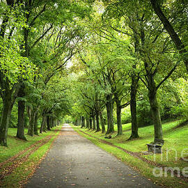 Walking path in Ludwigsburg park by Elena Elisseeva