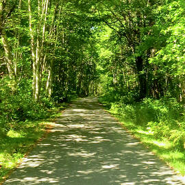 Walking Trail Derry, NH by Maureen Rose