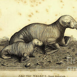 Walrus By George Shaw p by Historic illustrations