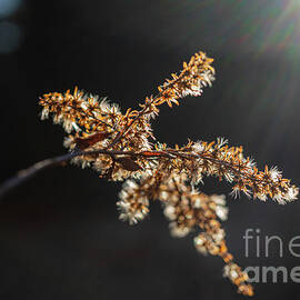 Warmth of The Sun by Linda Howes