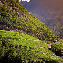 Sunlit Haven of Alpine Vineyards by Jennifer Suazo