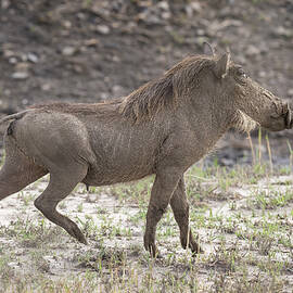 Warthog Zimbabwe Africa by Joan Carroll