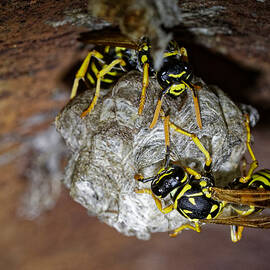 Wasp Nest by Rick Ulmer