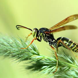 Wasp On The Green by Alex Nikitsin