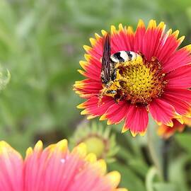 Wasp Pollinator by Larry Kniskern