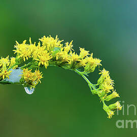 Water droplet on yellow wildflower by Joseph Miko