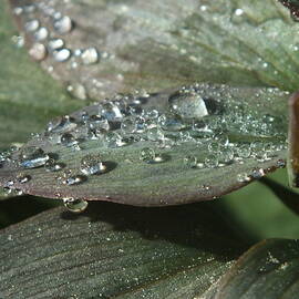 Water Droplets on Peruvian Lily Leaves by James Dower