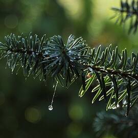 Water drops on pine needles over blurred background.