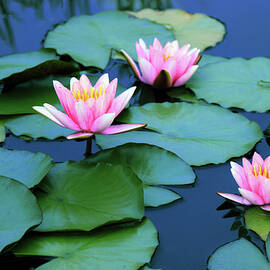 Water Lilies by Jessica Jenney