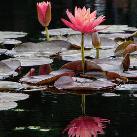 Water Lilies RBG by Marilyn Cornwell