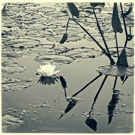 Water Lily 2, Lake Pennesseewassee, Maine by Steven Ralser