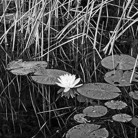 Water Lily 4 BW, Lake Pennesseewassee, Maine by Steven Ralser