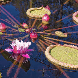 Water Lily Scene by Sally Weigand