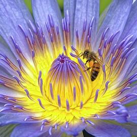 Water Lily with Bee HDR by Heidi Fickinger