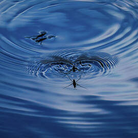 Water strider making ripples by Jeff Swan