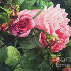 Watercolor of Three Pink Roses in the Sun by Greta Corens