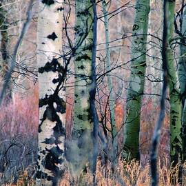 Watercolor Woods, Oxbow Bend, Wyoming