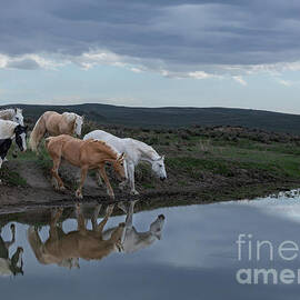 Watering hole reflection by Christy Berry  BerryvineImage