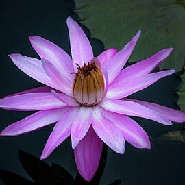 Waterlily - Pink Petals by Julie Palencia